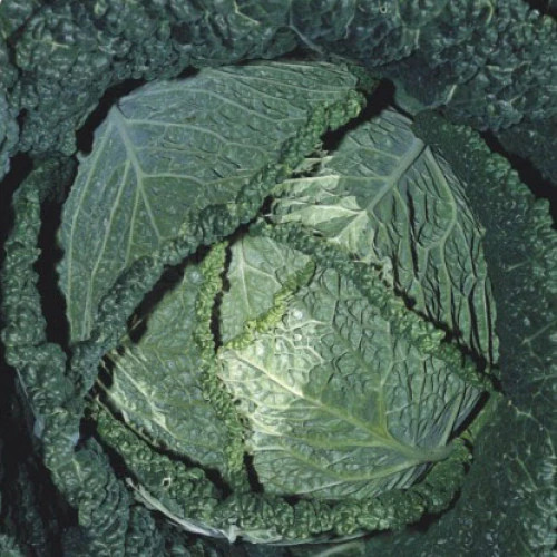 Repolho Crespo